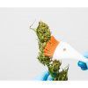 Foto Cannabrush