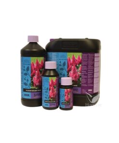 Foto Blossom builder b´cuzz