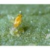 Foto Ercal 3000 eretmocerurs eremicus (mosca blanca) koppert