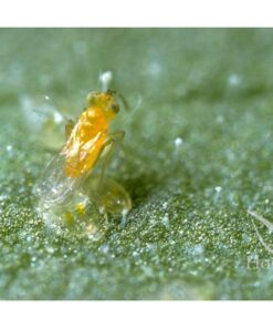Foto Ercal 3000 eretmocerurs eremicus (mosca blanca) koppert