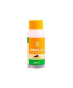 Foto Thripor- l 500 orius laevigatus (larva trip) koppert