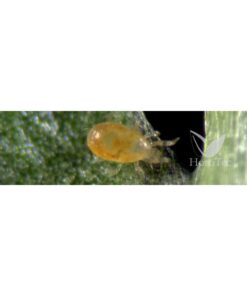 Alternative view of Spical-plus/100 sobres (neoseilus californicus) koppert