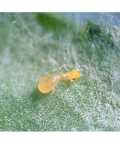 Ulti-mite swirski sobre (trips, mosca blanca y araña roja) koppert - Imagen 3