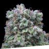 Foto Kush exclusive 100% exclusive seeds bank