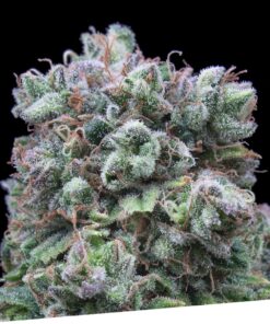Foto Kush exclusive 100% exclusive seeds bank