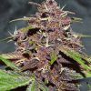 Foto Cbd auto blackberry kush dutch passion