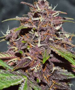 Foto Cbd auto blackberry kush dutch passion
