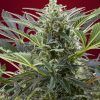 Foto Cream 47 sweet seeds