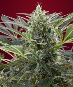 Foto Cream 47 sweet seeds