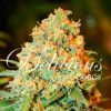 Foto Critical super silver haze 100% delicious