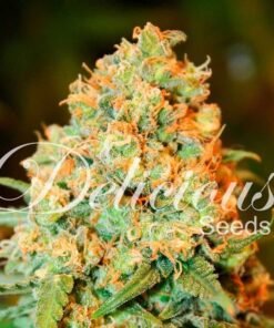 Foto Critical super silver haze 100% delicious