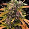 Foto Gorilla glue auto barney´s farm seeds