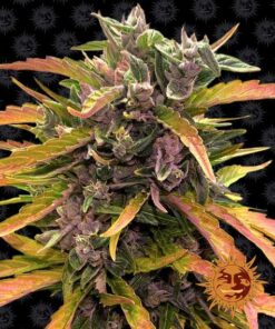 Foto Gorilla glue auto barney´s farm seeds