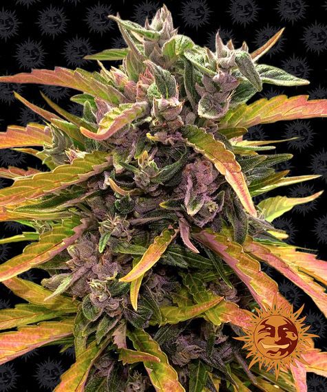 Gorilla glue auto barney´s farm seeds Foto Gorilla glue auto barney´s farm seeds