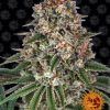 Foto Tropicanna banana barney's farm seeds