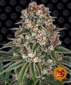 Foto Tropicanna banana barney's farm seeds