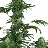 Foto 420 punch feminizada sensi seeds