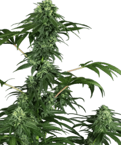 Foto 420 punch feminizada sensi seeds
