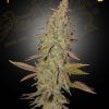 Foto Arjan's ultra haze 1 100% green house