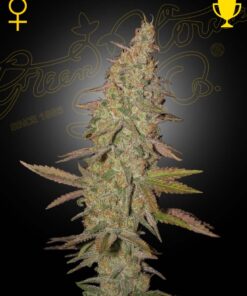 Foto Arjan's ultra haze 1 100% green house