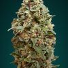 Foto Afghan skunk 100% advanced seeds