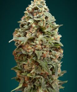 Foto Afghan skunk 100% advanced seeds
