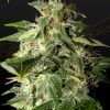 Foto Afgooey 100% green house