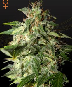 Foto Afgooey 100% green house