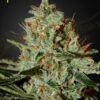 Foto Alaskan ice 100% green house