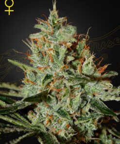 Foto Alaskan ice 100% green house