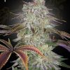 Foto Alienz 100% green house