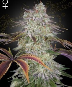 Foto Alienz 100% green house