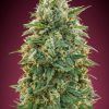 Foto Amnesia 100% advanced seeds