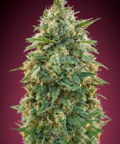 Foto Amnesia 100% advanced seeds