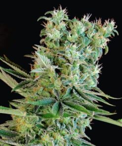 Amnesia bilbo