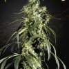 Foto Arjan's haze 1 100% green house