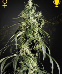 Foto Arjan's haze 1 100% green house