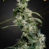 Foto Arjan's ultra haze 2 100% green house
