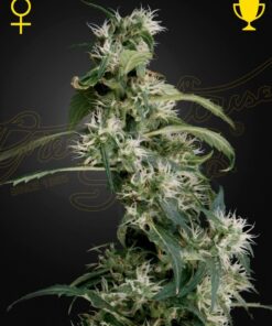 Foto Arjan's ultra haze 2 100% green house