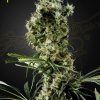 Foto Arjan's haze 2 100% green house