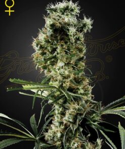 Foto Arjan's haze 2 100% green house