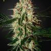 Foto Arjan's haze 3 100% green house