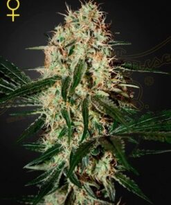Foto Arjan's haze 3 100% green house
