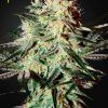 Foto Arjan's strawberry haze 100% green house