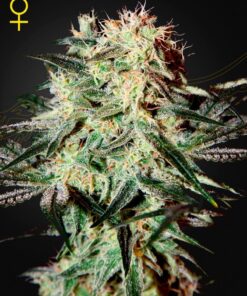 Foto Arjan's strawberry haze 100% green house