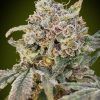 Foto Somango glue auto advanced seeds