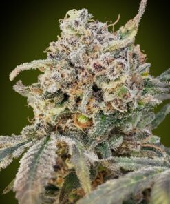 Foto Somango glue auto advanced seeds