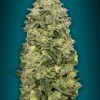 Foto Auto afghan skunk advanced seeds