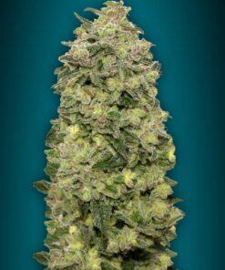 Foto Auto afghan skunk advanced seeds