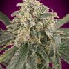 Foto Auto amnesia xxl advanced seeds